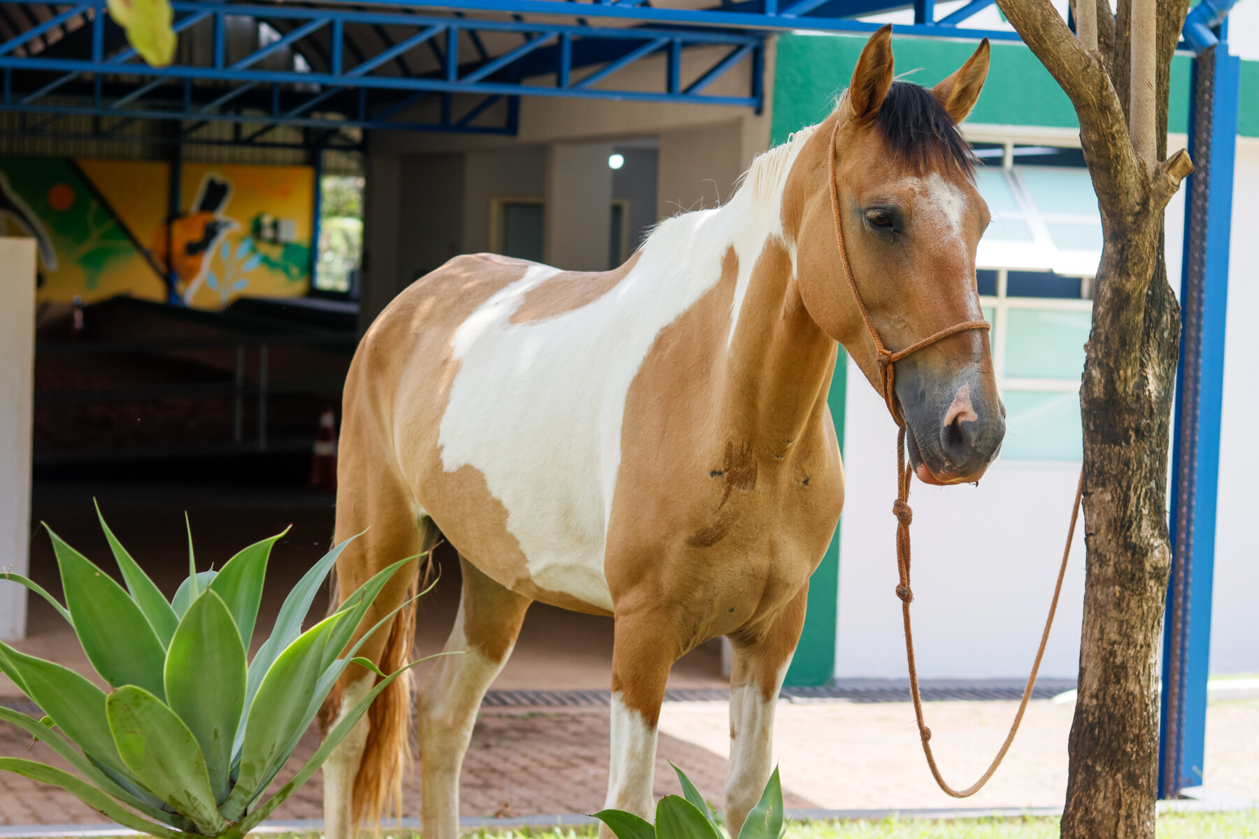 Batizada como “Chuva”, a égua simboliza recomeço, cuidado e transformação no processo terapêutico dos pacientes (2).jpg